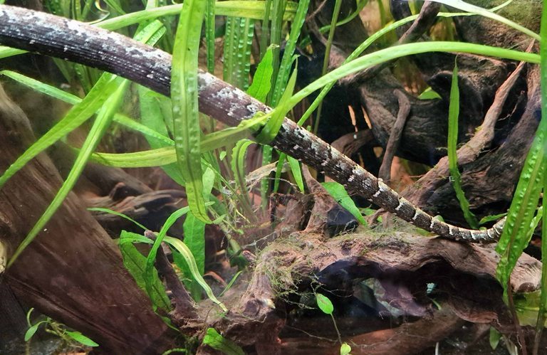 Tentacled Snake
