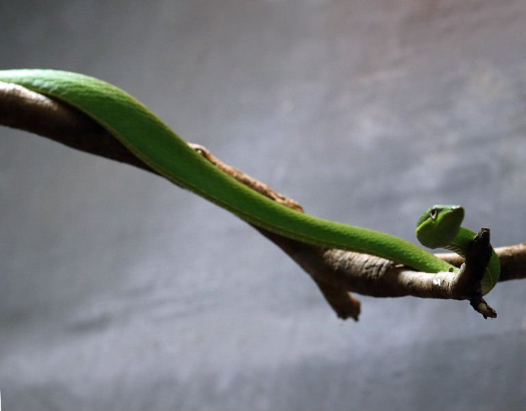 Green Vine Snake