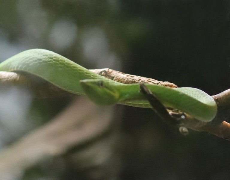 Green Vine Snake