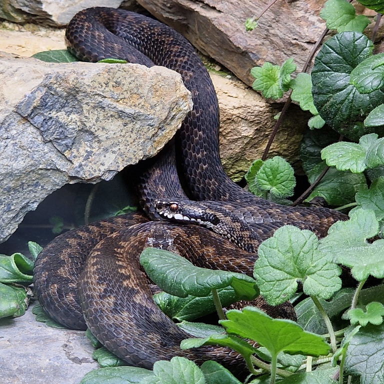 Adder