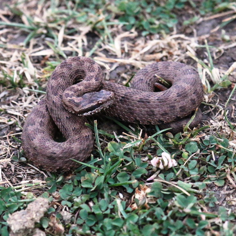 Karaganda Pit Viper