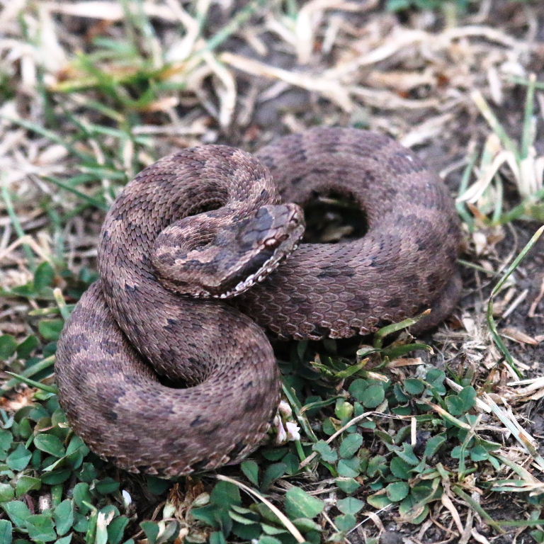 Karaganda Pit Viper