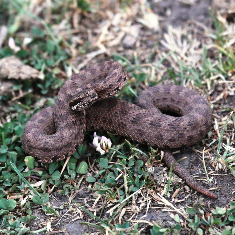 Karaganda Pit Viper