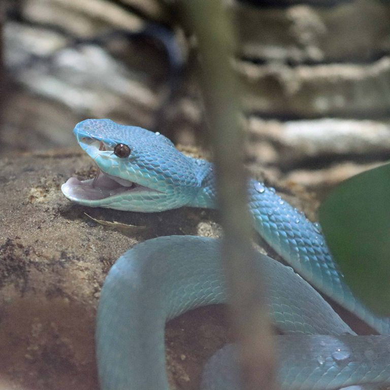 White-lipped Komodo Island Pit Viper