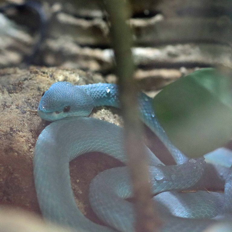 White-lipped Komodo Island Pit Viper