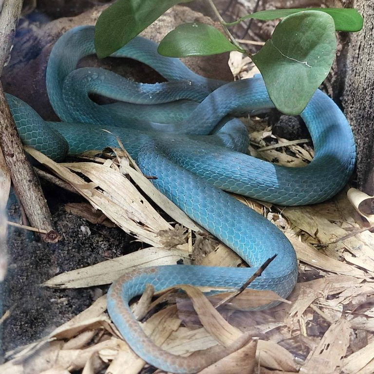White-lipped Komodo Island Pit Viper