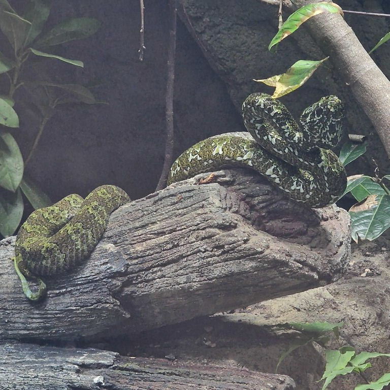 Mangshan Pit Viper