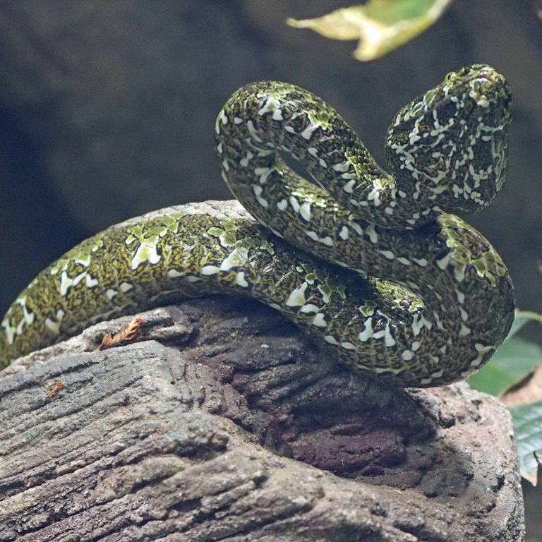 Mangshan Pit Viper
