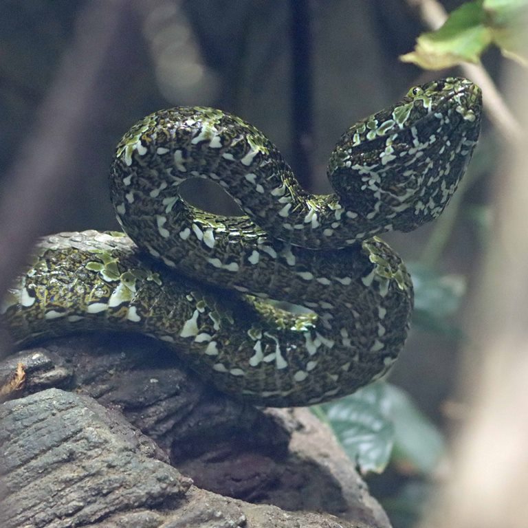 Mangshan Pit Viper