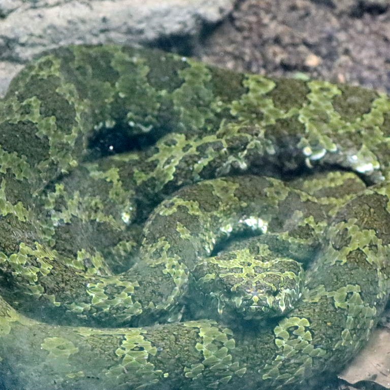Mangshan Pit Viper
