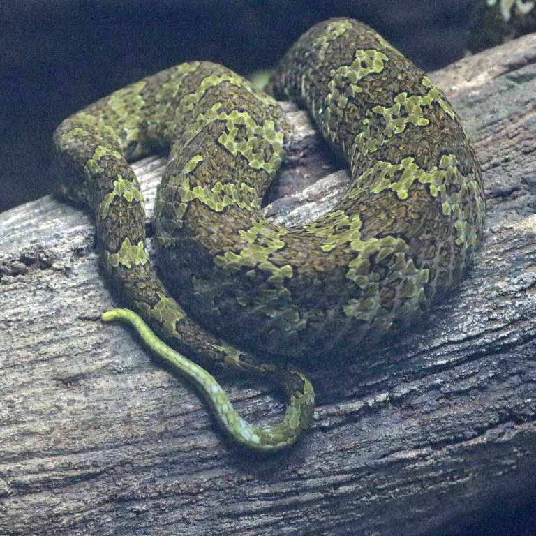 Mangshan Pit Viper