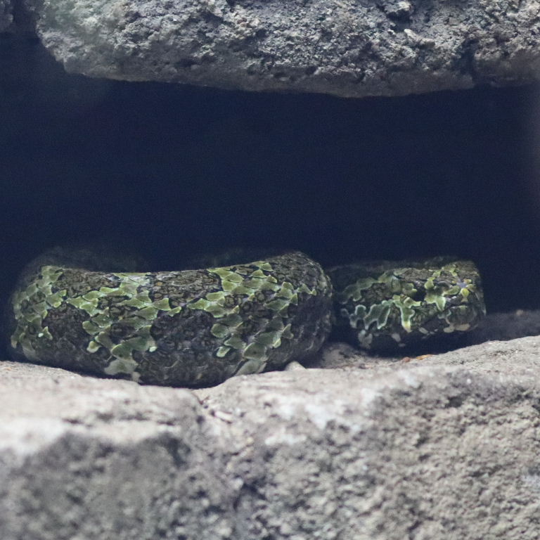 Mangshan Pit Viper