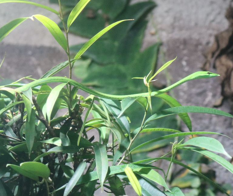 Long-nosed Whip Snake