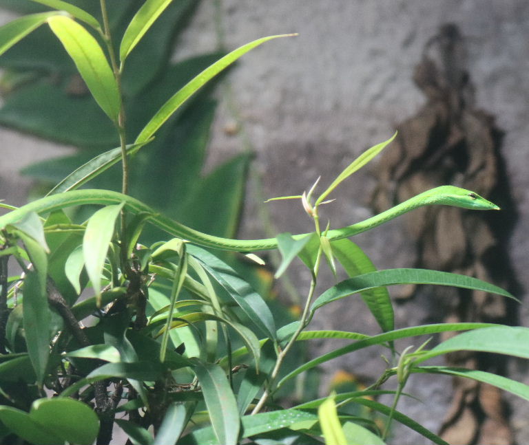 Long-nosed Whip Snake