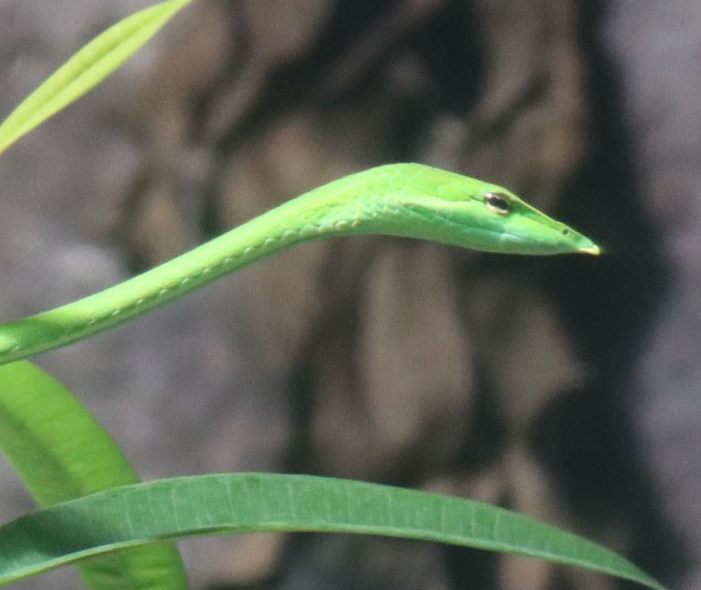 Long-nosed Whip Snake