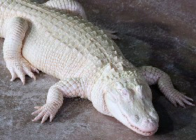 albino alligator