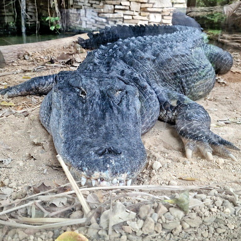 American Alligator