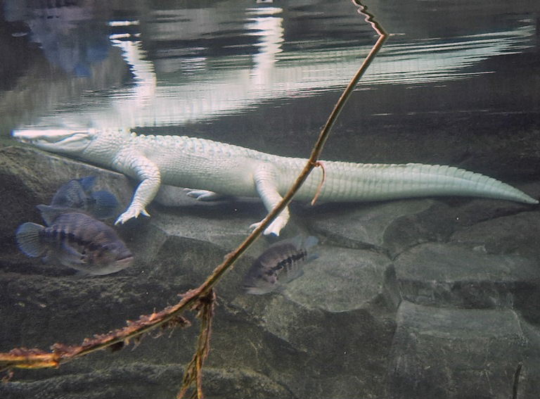 albino American Alligator