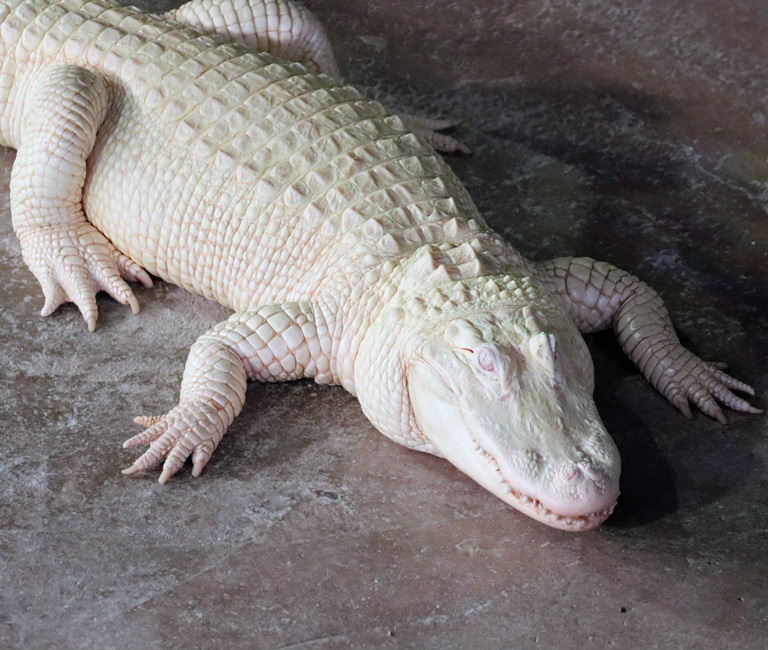 albino American Alligator
