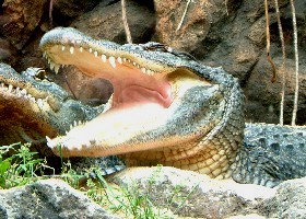 American Alligator