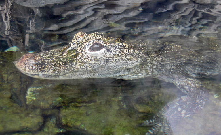 Chinese Alligator