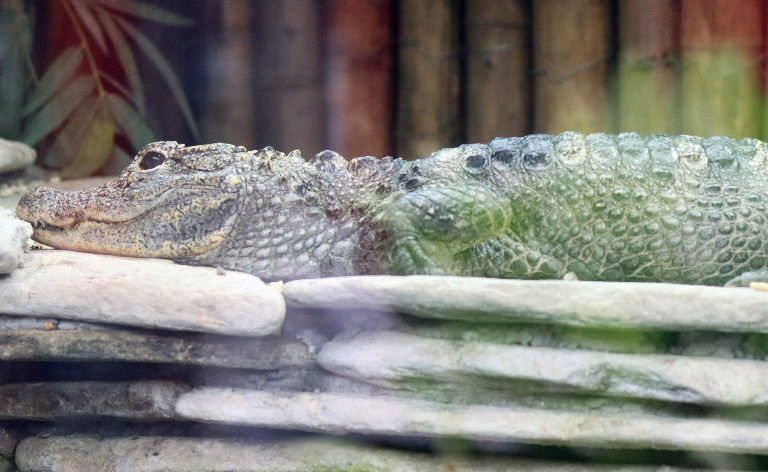 Chinese Alligator
