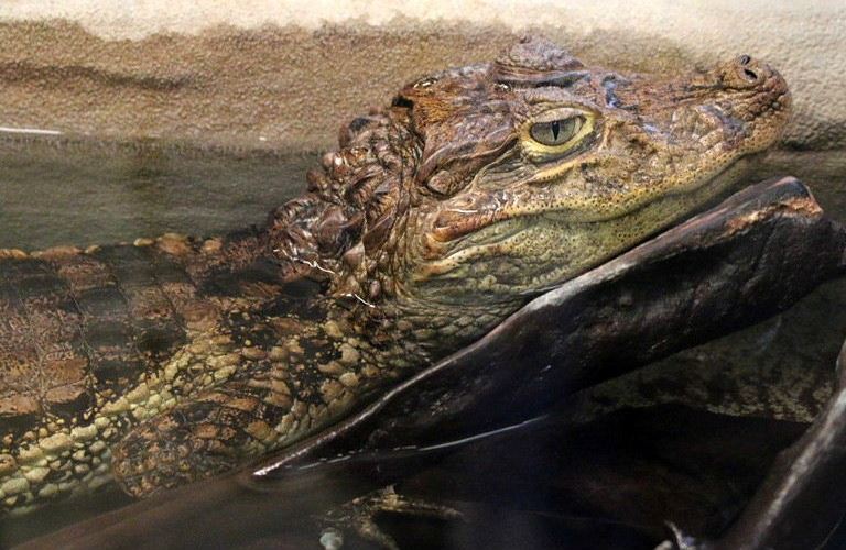 Broad-snouted Caiman