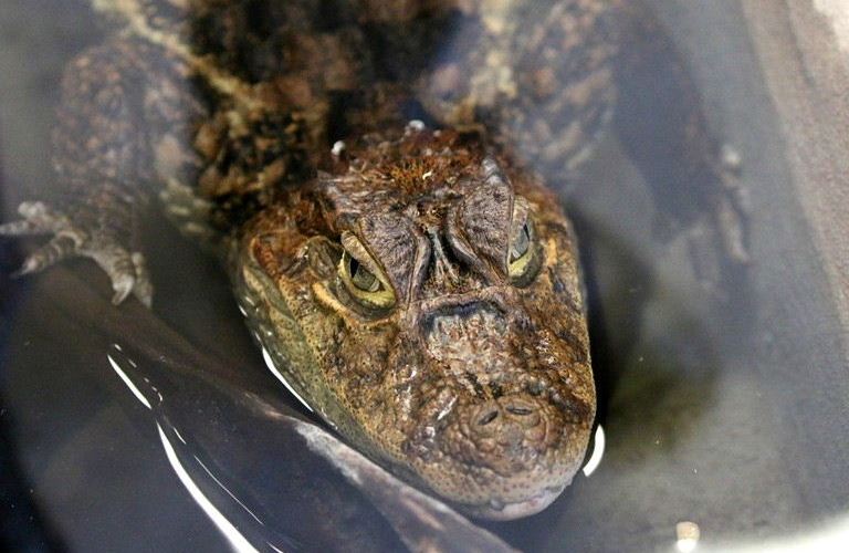 Broad-snouted Caiman