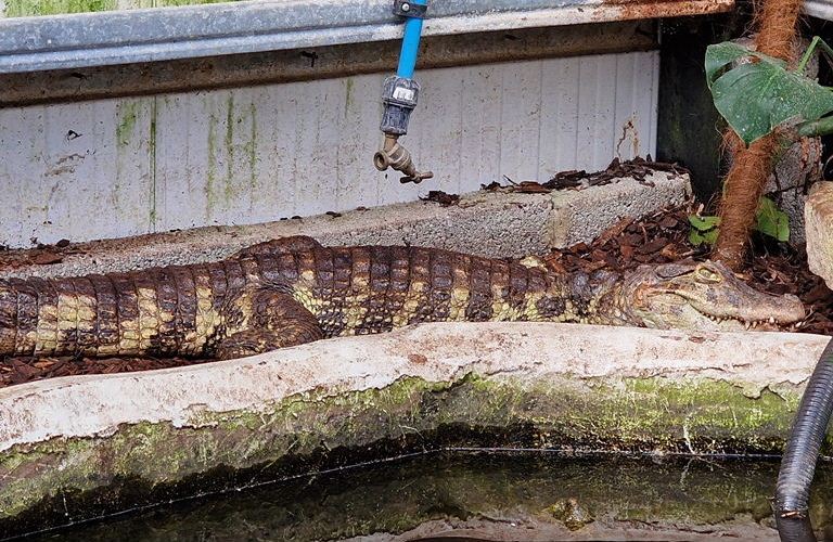 Broad-snouted Caiman