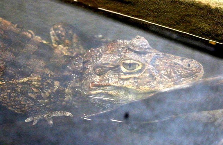 Broad-snouted Caiman