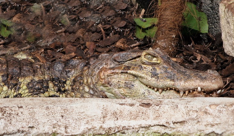 Broad-snouted Caiman