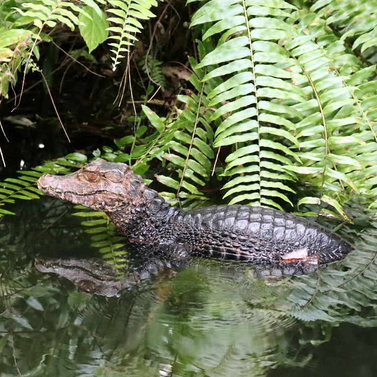 Cuvier's Dwarf Caiman