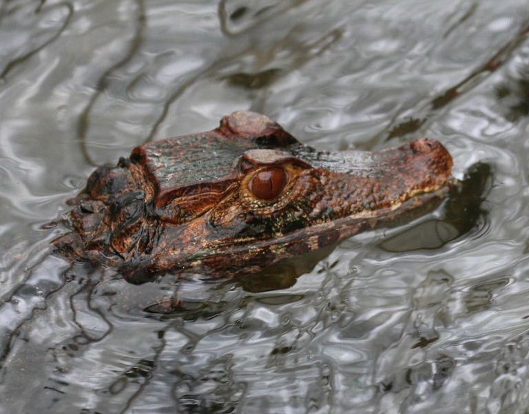 Dwarf Caiman