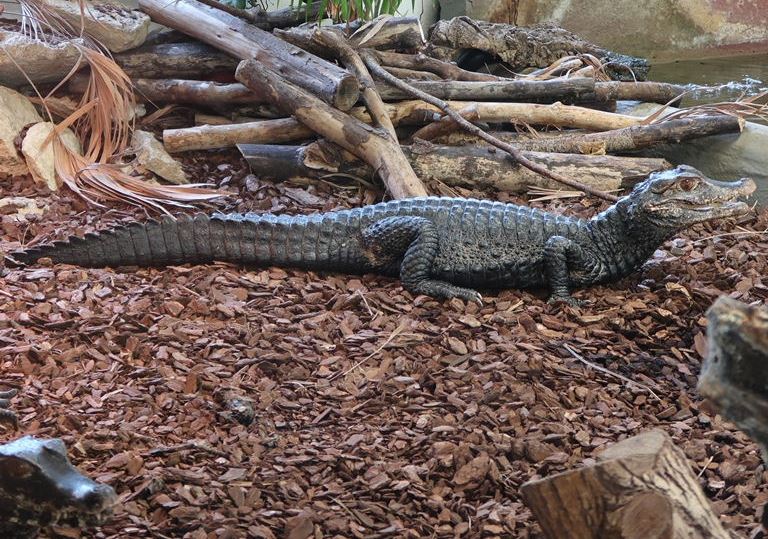 Dwarf Caiman