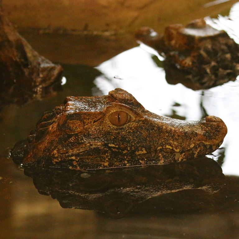 Cuvier's Dwarf Caiman