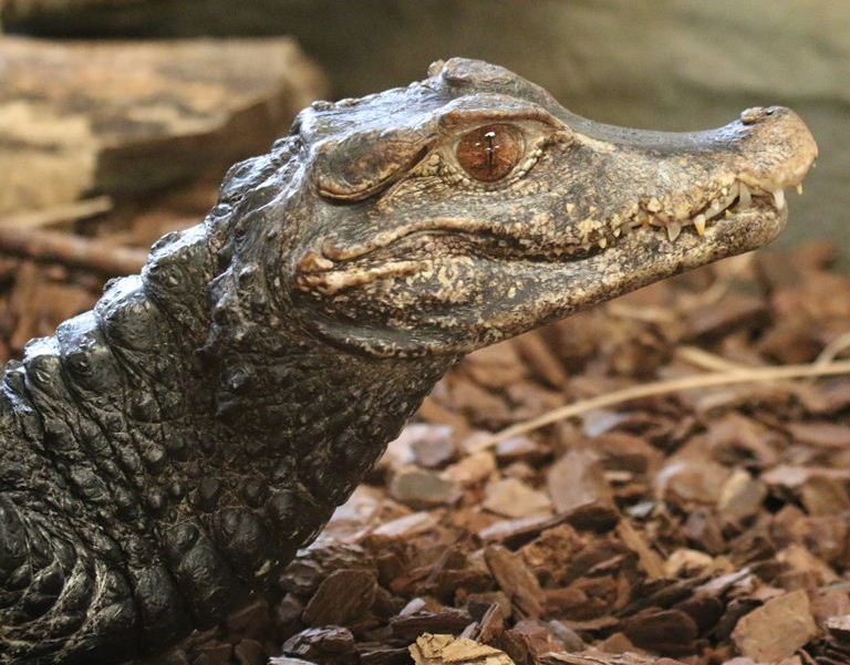 Dwarf Caiman