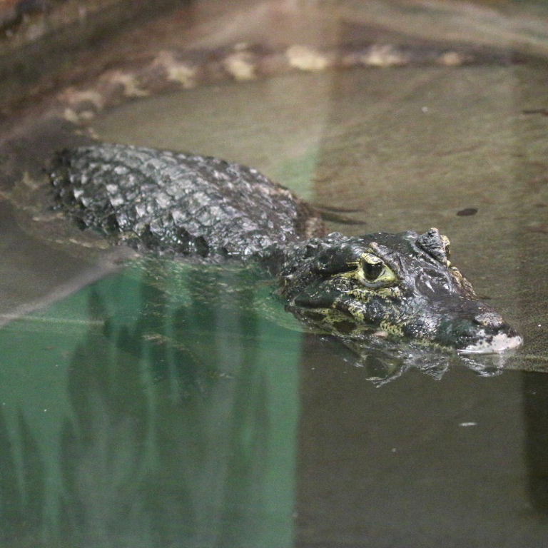 Yacare Caiman