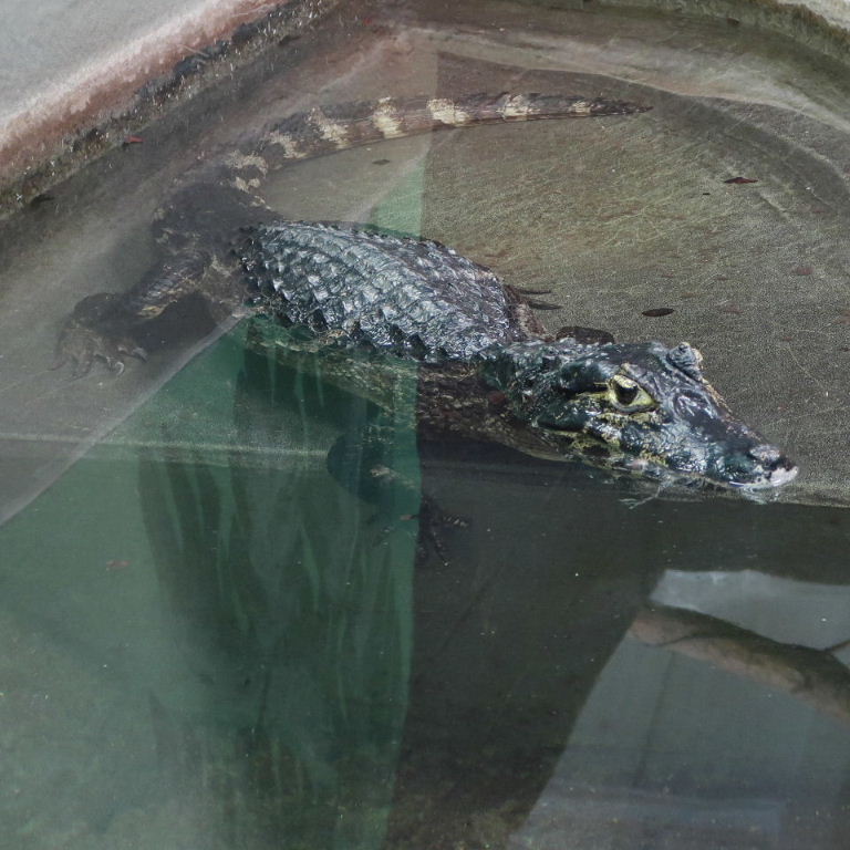 Yacare Caiman