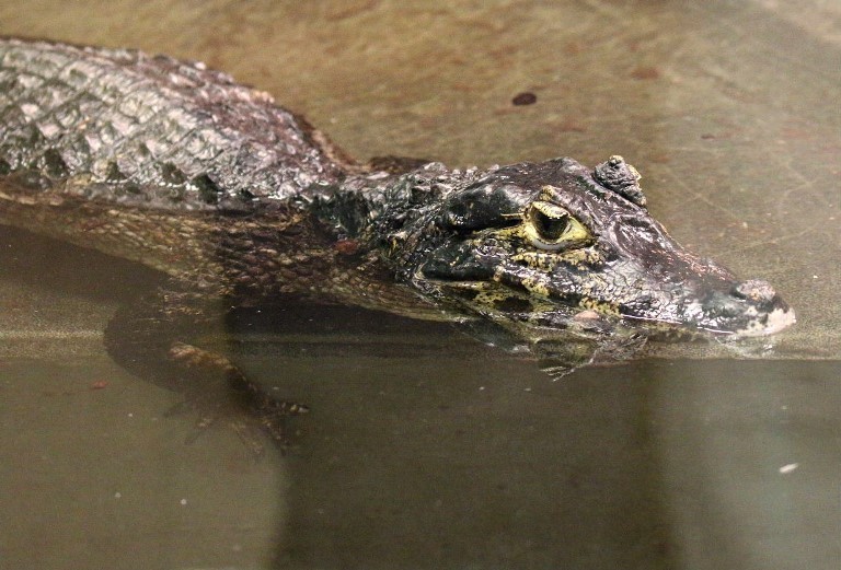 Yacare Caiman