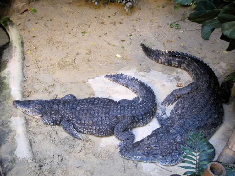 American Crocodile