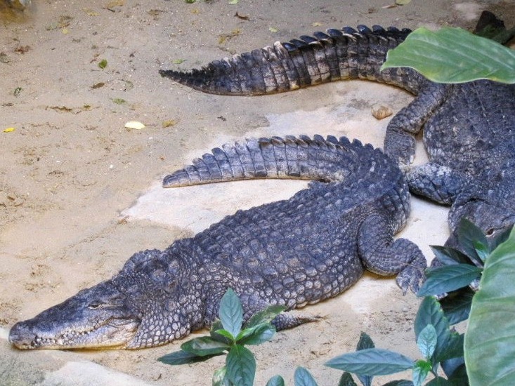 American Crocodile
