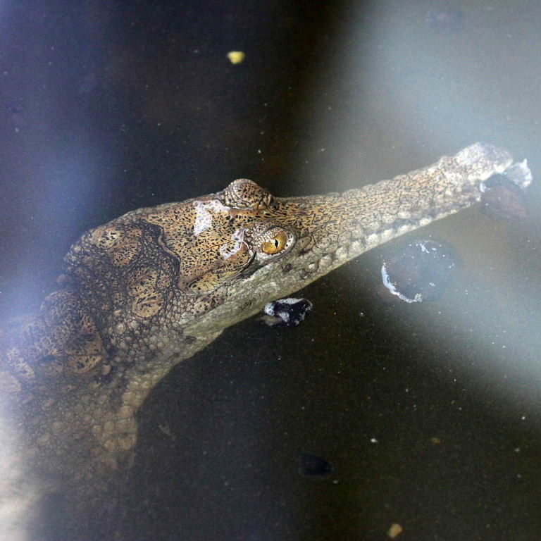 Freshwater Crocodile