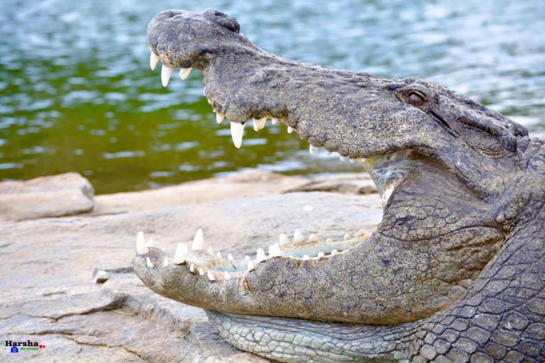 Mugger Crocodile