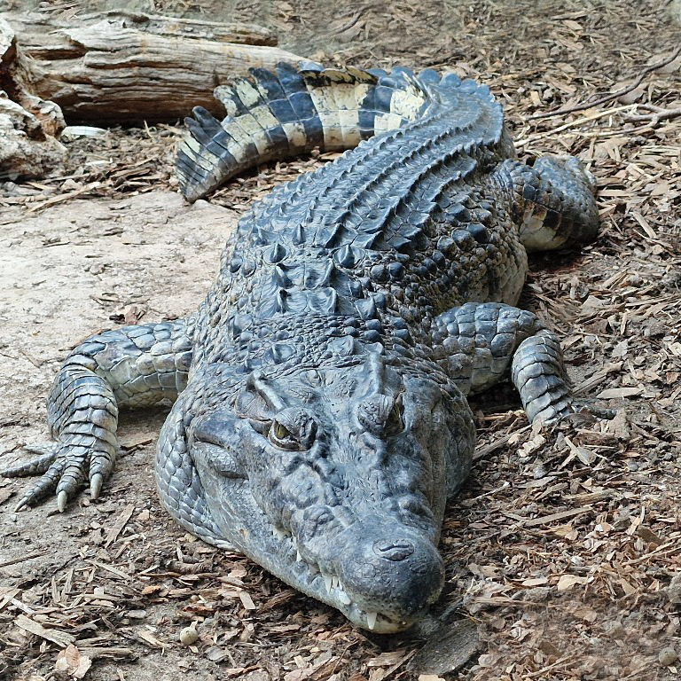 Philippine Crocodile
