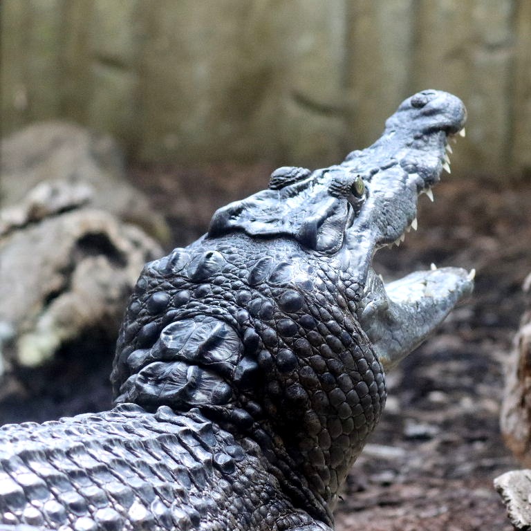 Philippine Crocodile