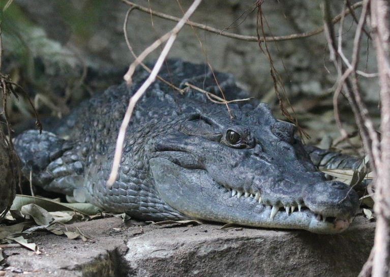 Philippine Crocodile