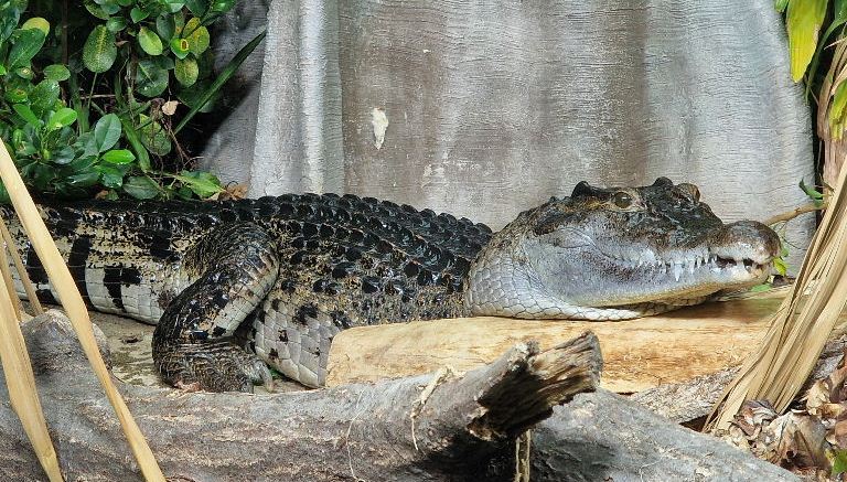 Philippine Crocodile