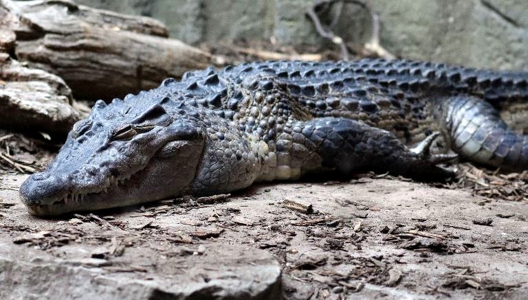 Philippine Crocodile