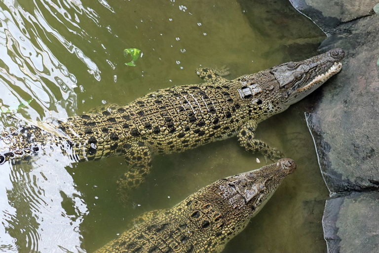 Saltwater Crocodile juveniles