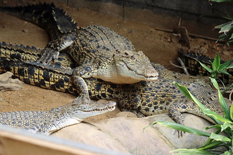 Saltwater Crocodile juveniles